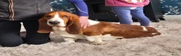 Basset Hound dogs for sale: KC BASSET HOUND PUPPIES FROM HEALTH TESTED PARENTS - Advert 1