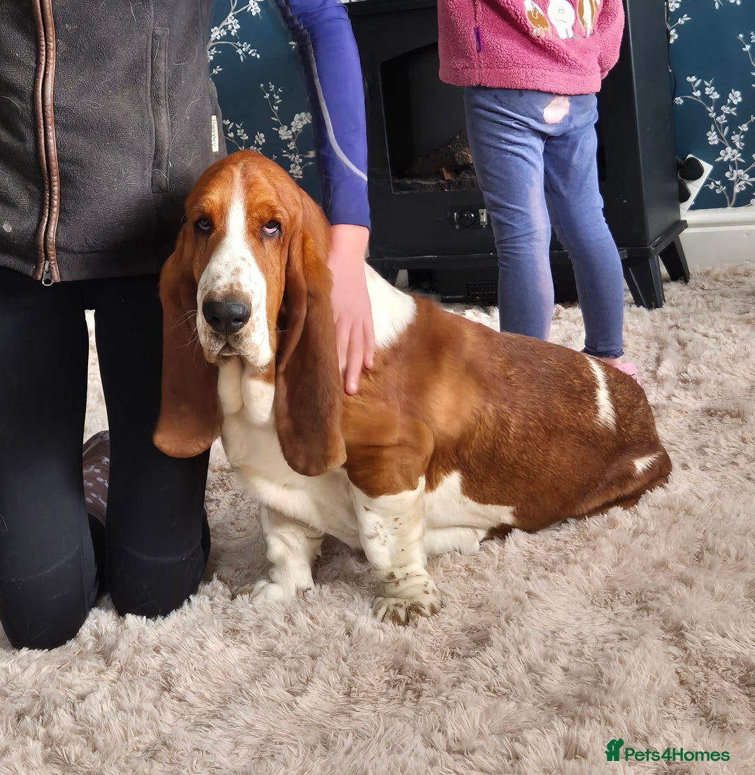 Basset Hound dogs for sale: KC BASSET HOUND PUPPIES FROM HEALTH TESTED PARENTS - Advert 1