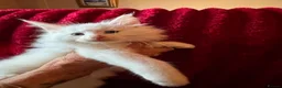 Maine Coon cats for sale: White Maine Coon kittens in Bury Saint Edmunds - Advert 12