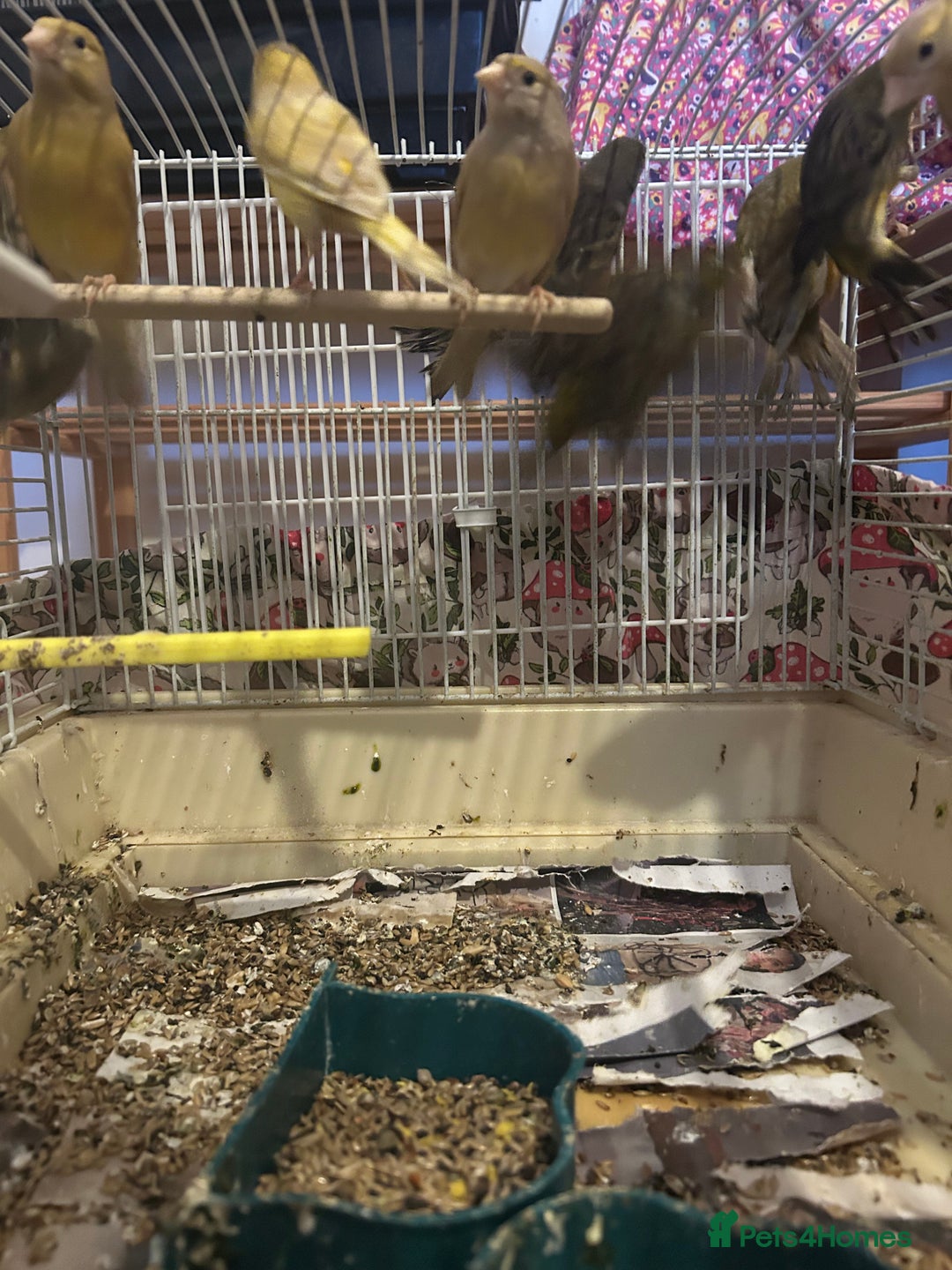 Canaries birds for sale: Canaries mixed colour  - Advert 4