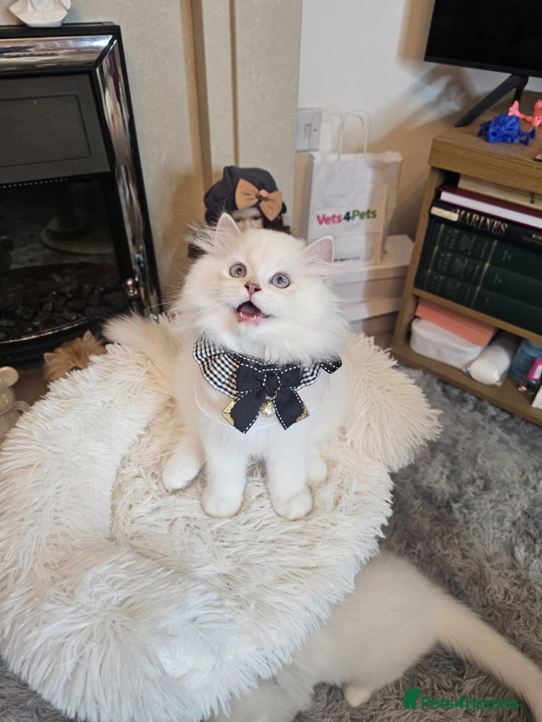 British Longhair cats for sale: Purebred British Longhair Boys-WCF Pedigree - Image 8