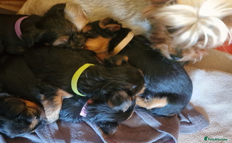 Yorkshire Terrier dogs - Advert 2