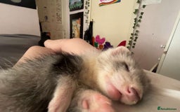 Ferret rodents for sale: Sparky, Male Ferret - Image 7