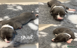 Whippet dogs for sale: KC Registered Whippet Puppies  - Image 5