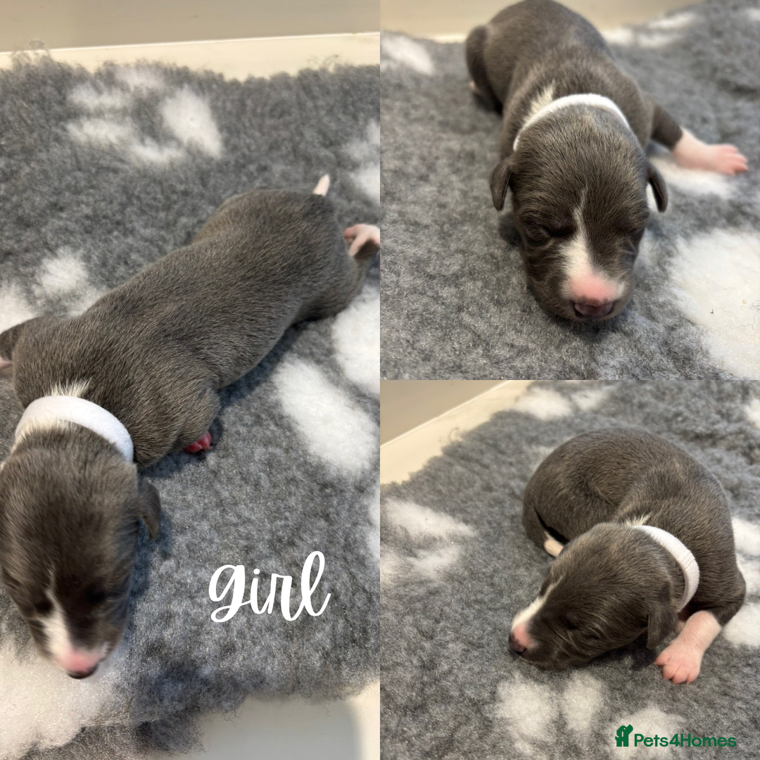 Whippet dogs for sale: KC Registered Whippet Puppies  - Image 5
