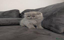 British Longhair cats for sale: British shorthair - Image 9