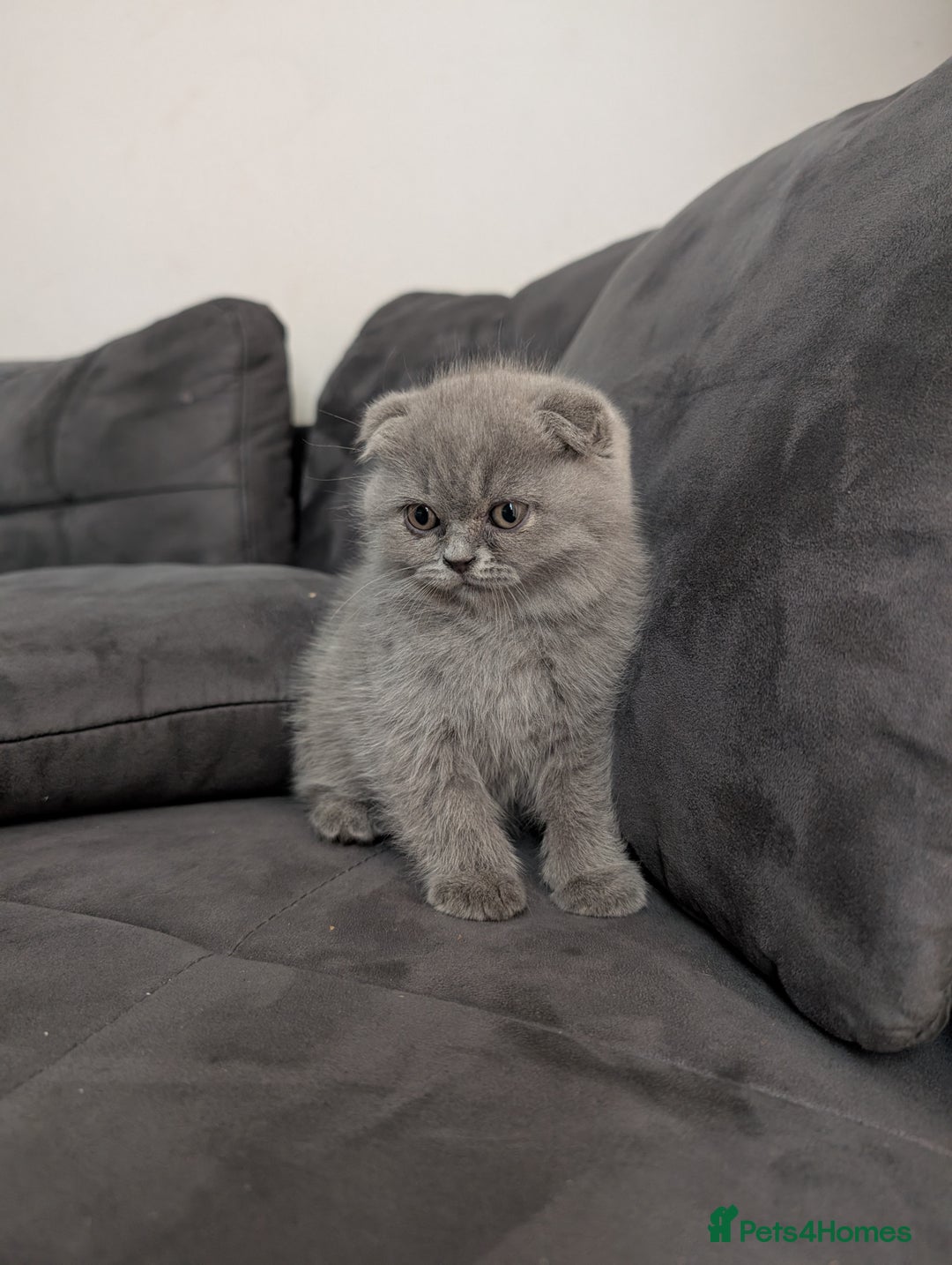 British Longhair cats for sale: British shorthair - Image 9