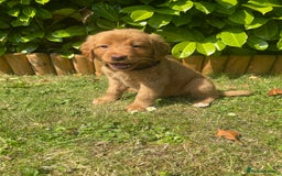Labrador Retriever dogs for sale: Beautiful fox red lab puppies in Cambridge - Image 1