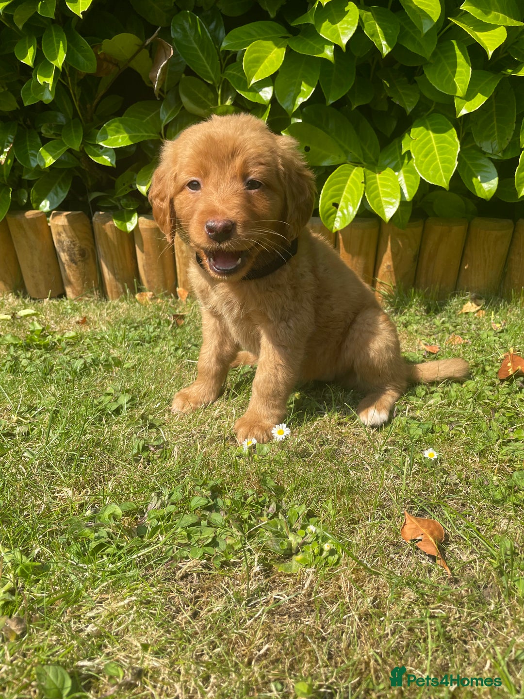 Labrador Retriever dogs for sale: Beautiful fox red lab puppies in Cambridge - Image 1