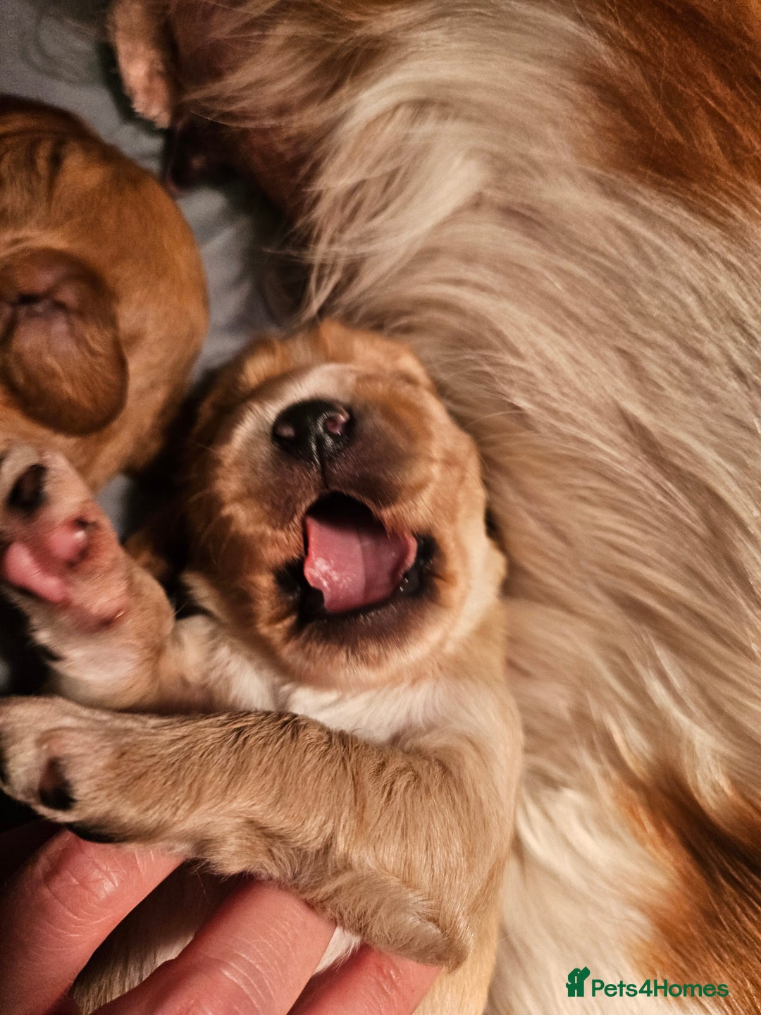 Mixed Breed dogs for sale: Cavapoo girl Ready for forever home - Advert 31