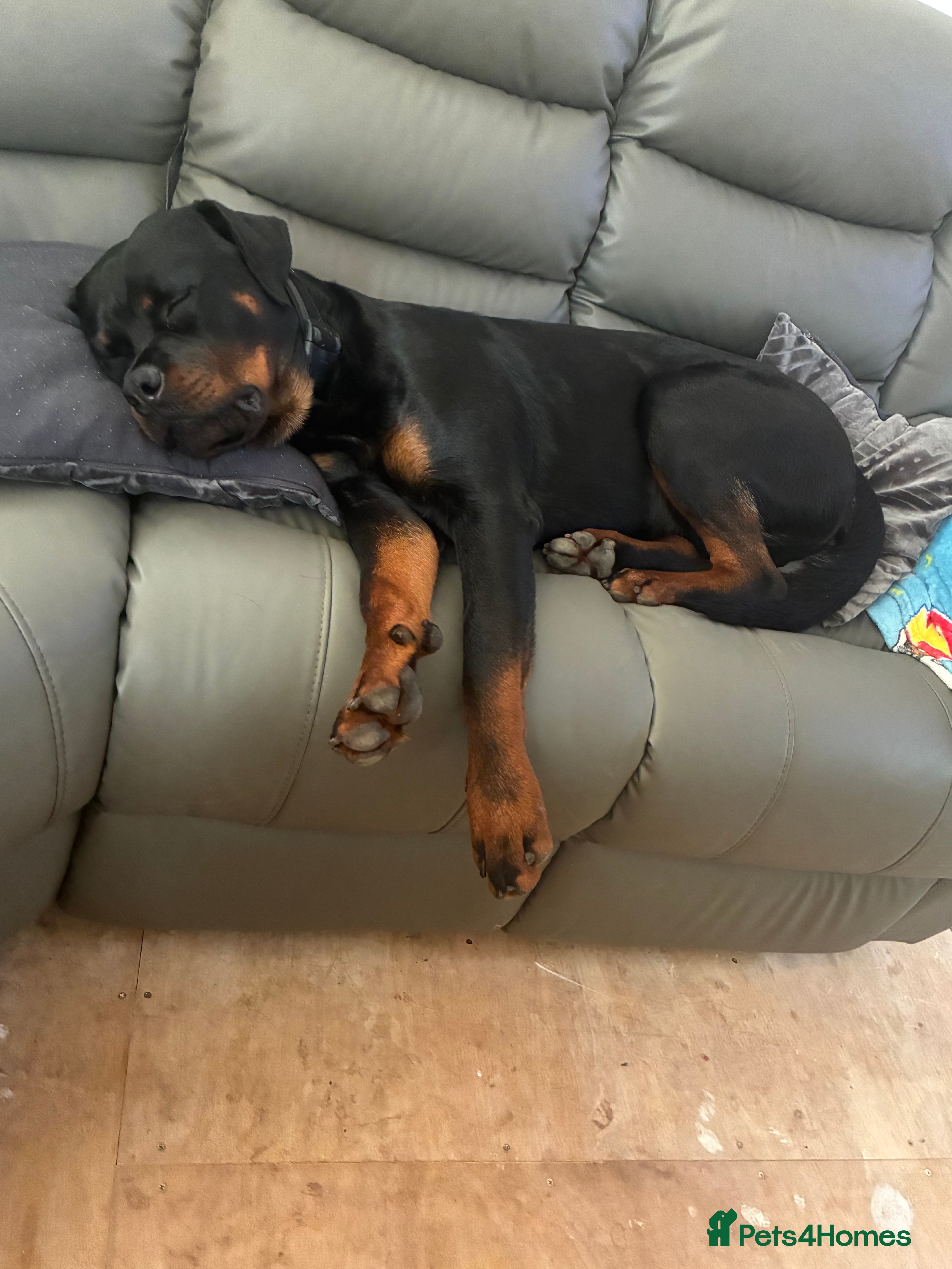 Rottweiler dogs My Rottweiler Bear - Advert 1