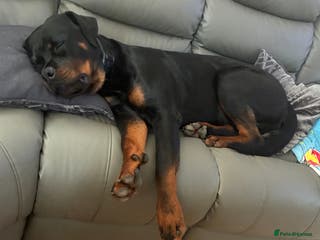 Rottweiler dogs My Rottweiler Bear - Advert 1