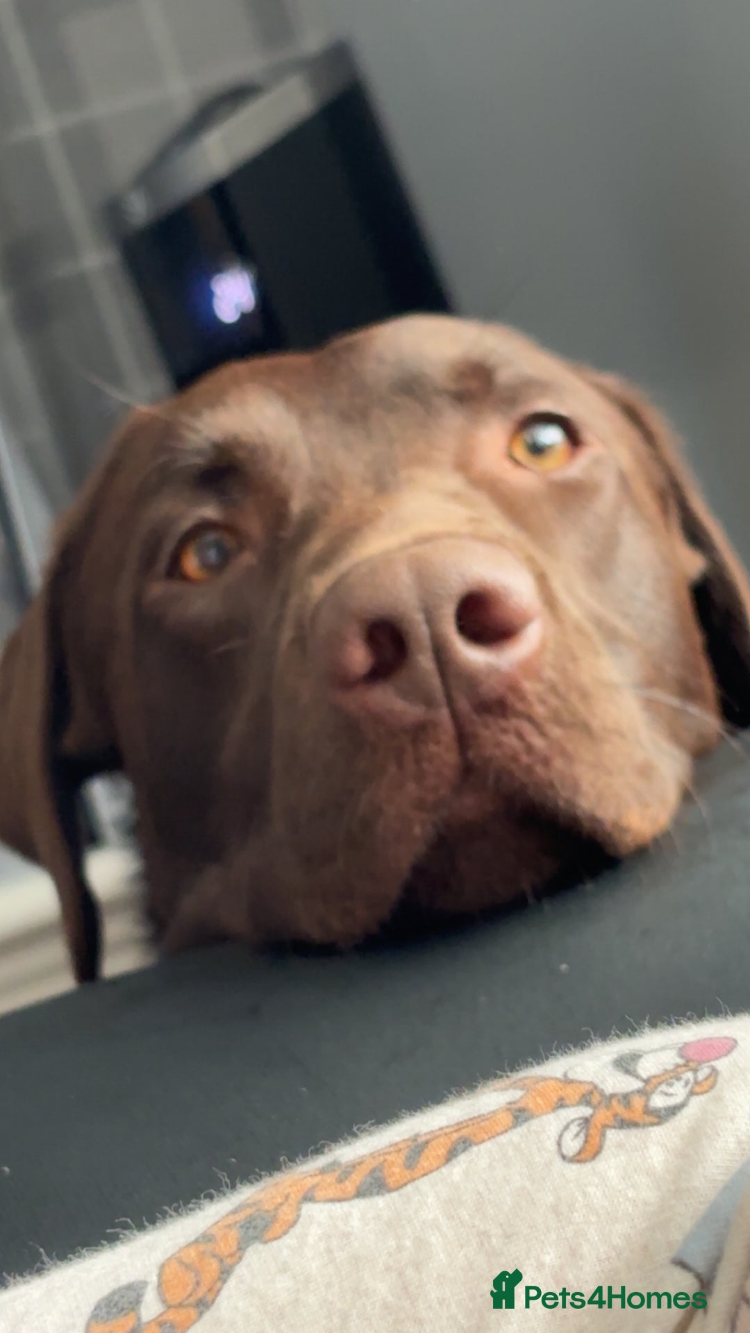 Mixed Breed dogs for sale: Flake 2 year old lab cross - Image 1