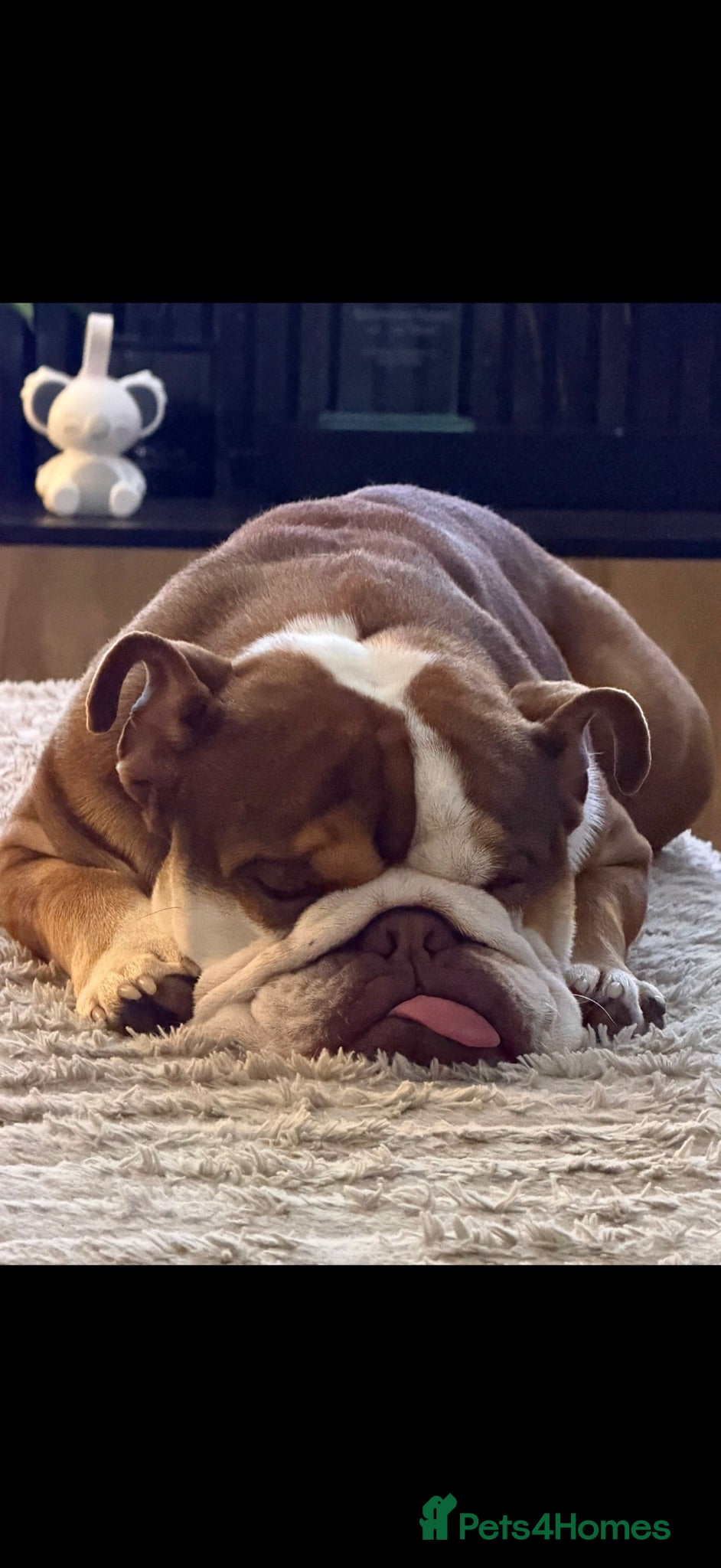 English Bulldog dogs English Bulldog 20months old  - Advert 2