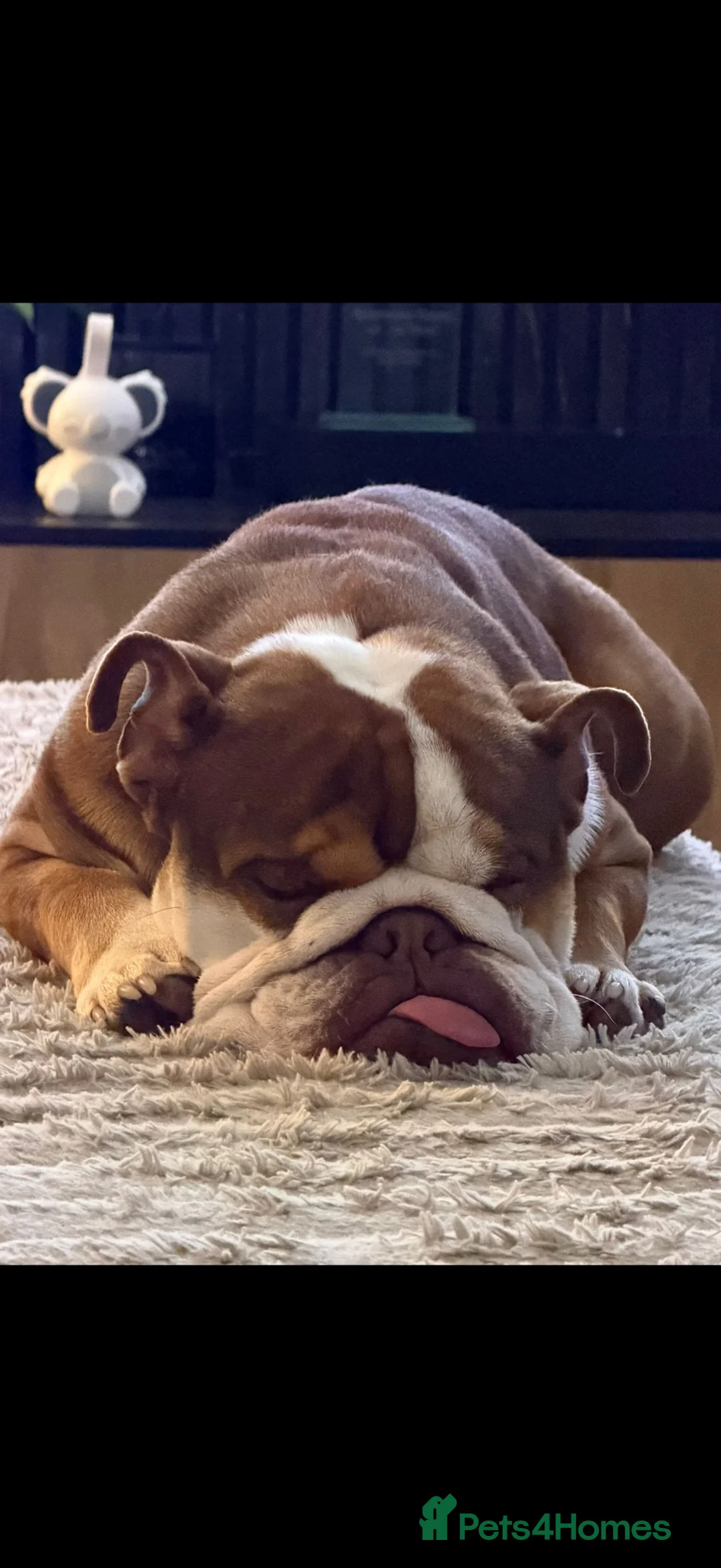 English Bulldog dogs for sale: English Bulldog 20months old  - Advert 1