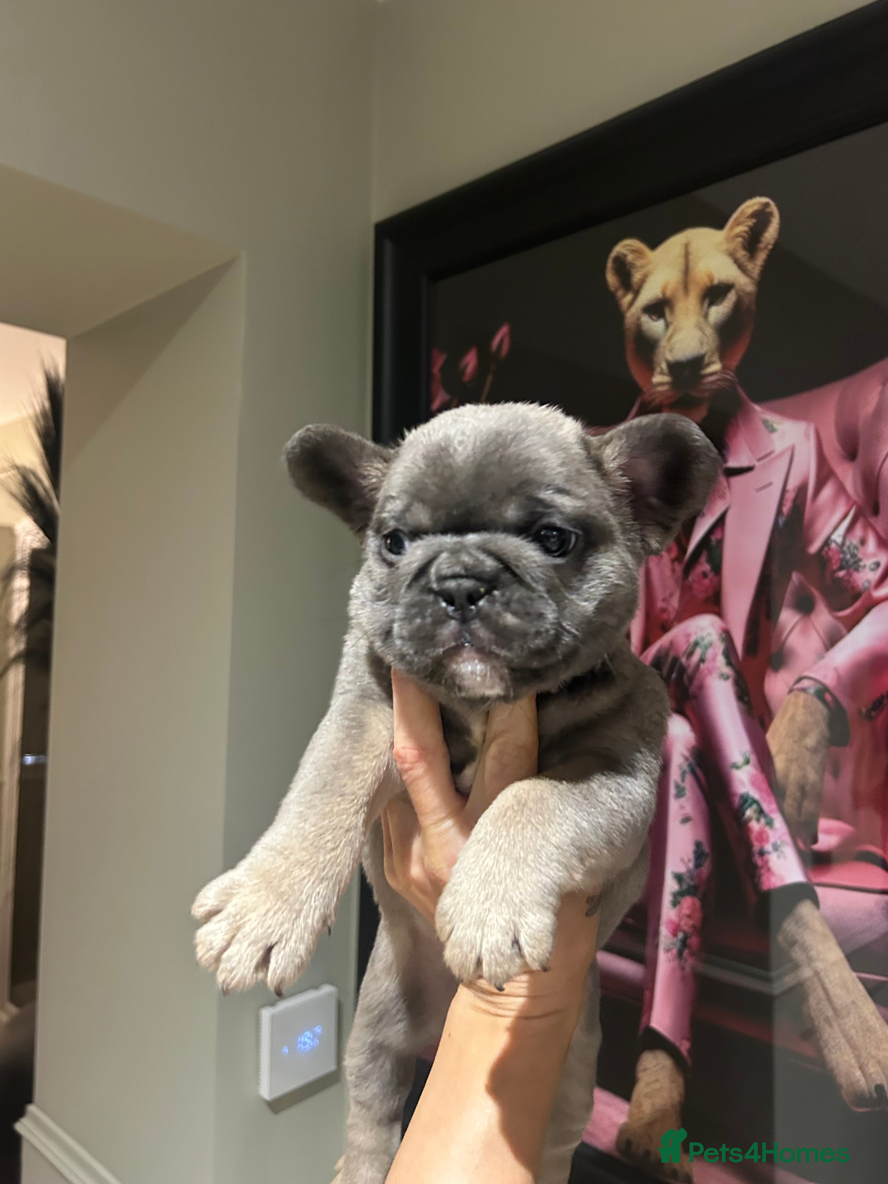 French Bulldog dogs KC DNA tested French bulldog pups  - Advert 5