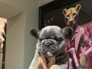 French Bulldog dogs French bulldog pups - Advert 13