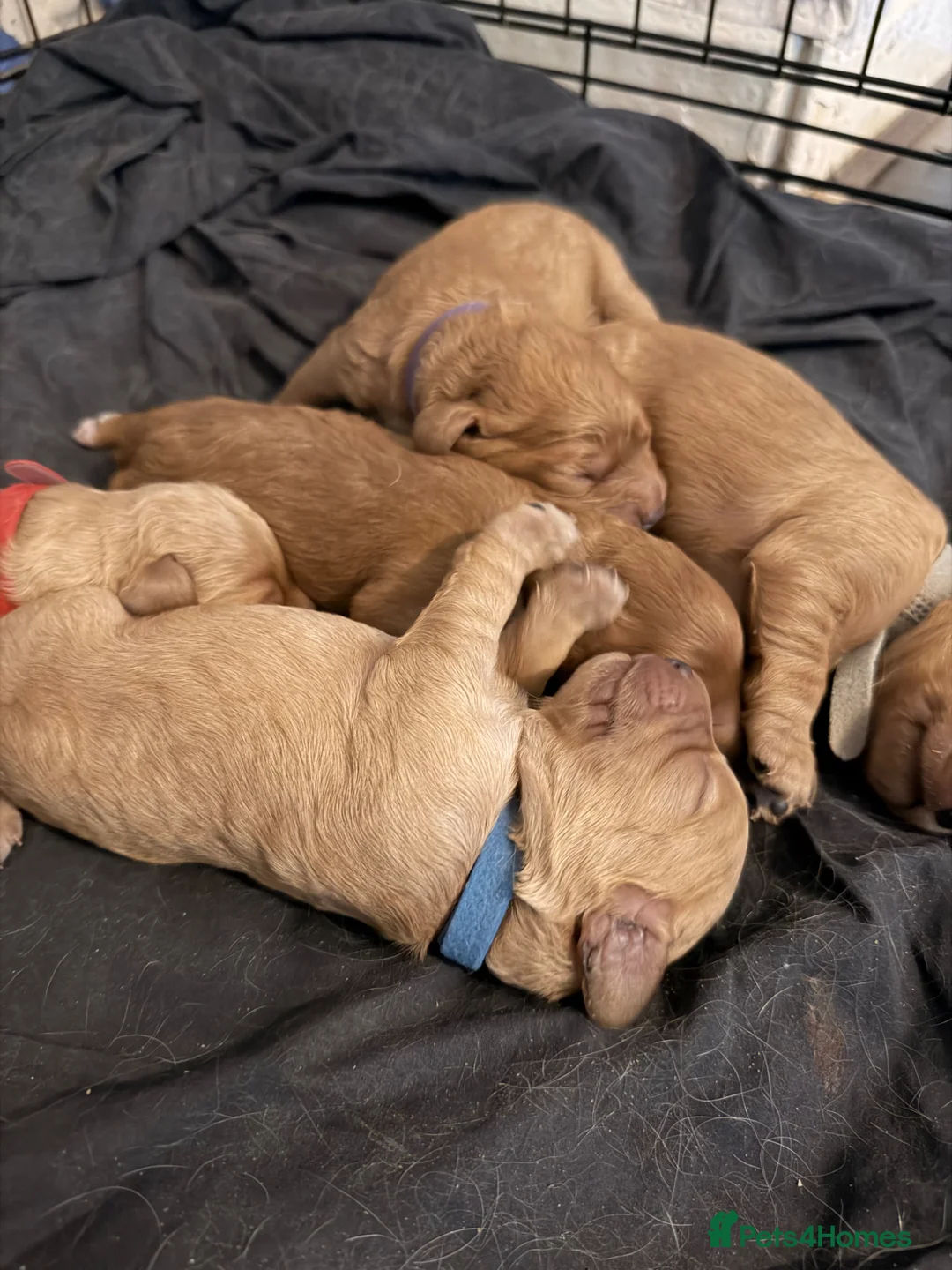 Mixed Breed dogs for sale: Cockapoo puppies for sale - Advert 12