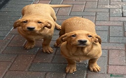 Labrador Retriever dogs for sale: Health Tested Working Labradors  - Image 26