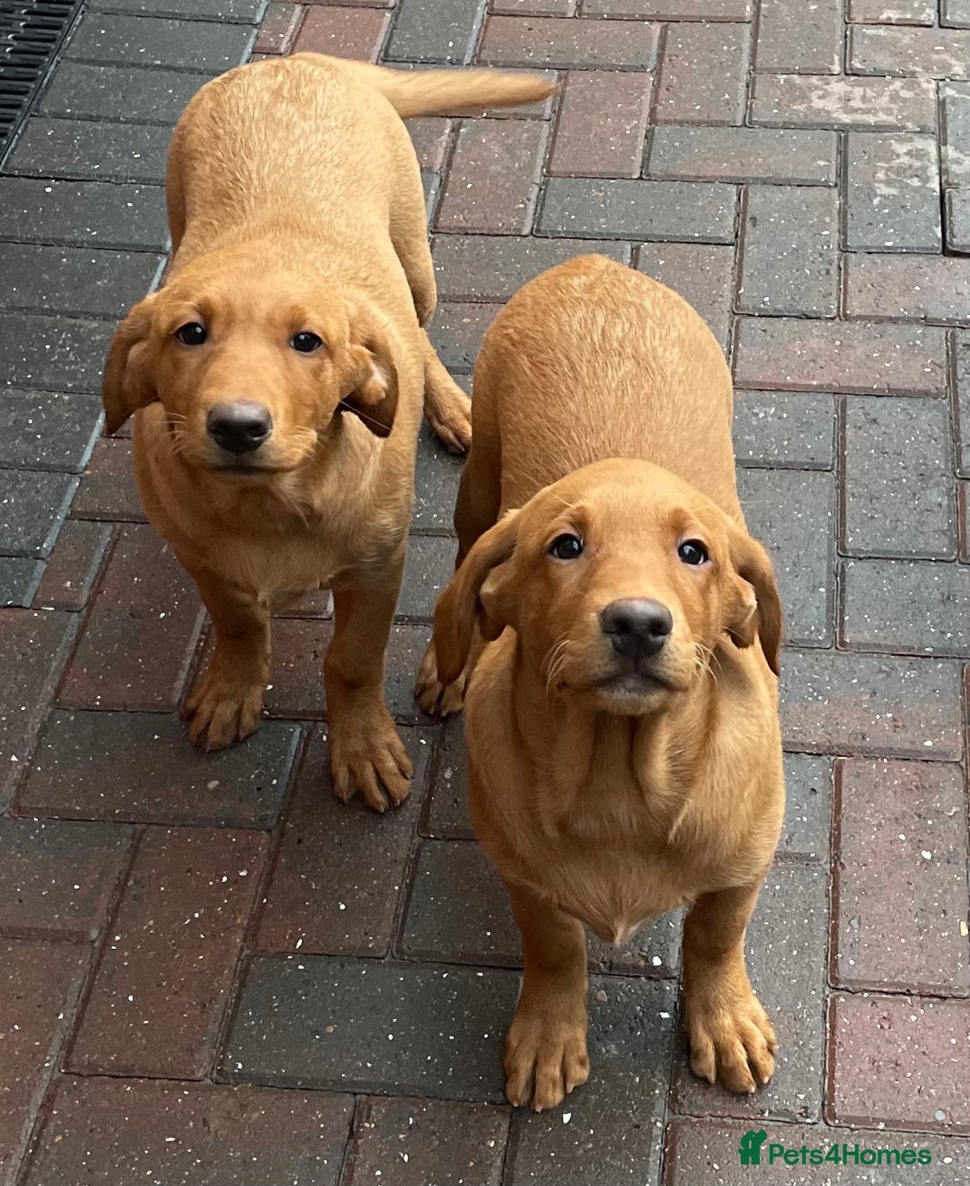 Labrador Retriever dogs for sale: Health Tested Working Labradors  - Image 26