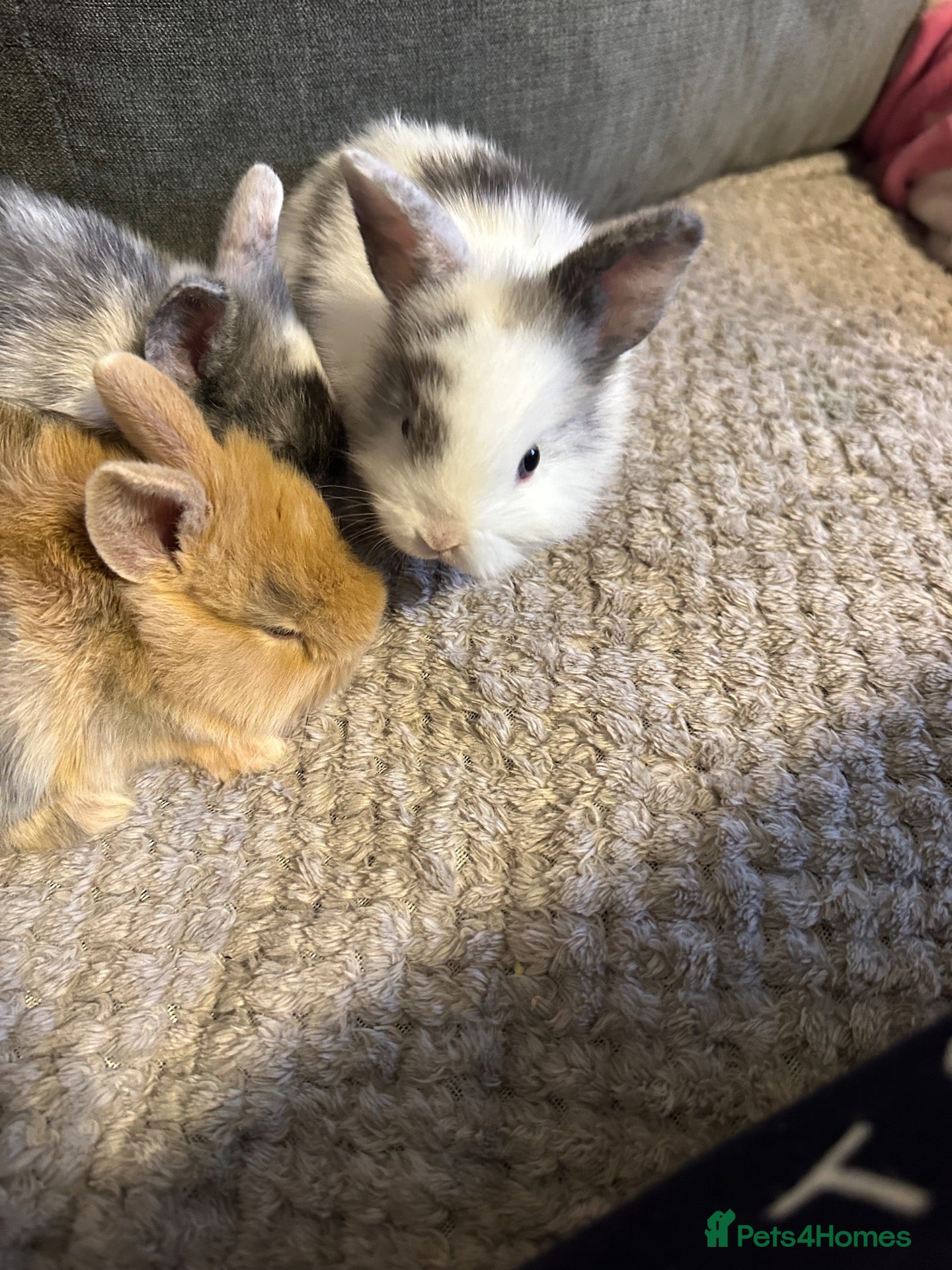 Dwarf Lop rabbits Dawf bunnies  - Advert 3