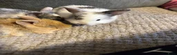 Dwarf Lop rabbits for sale: Dawf bunnies  - Advert 1