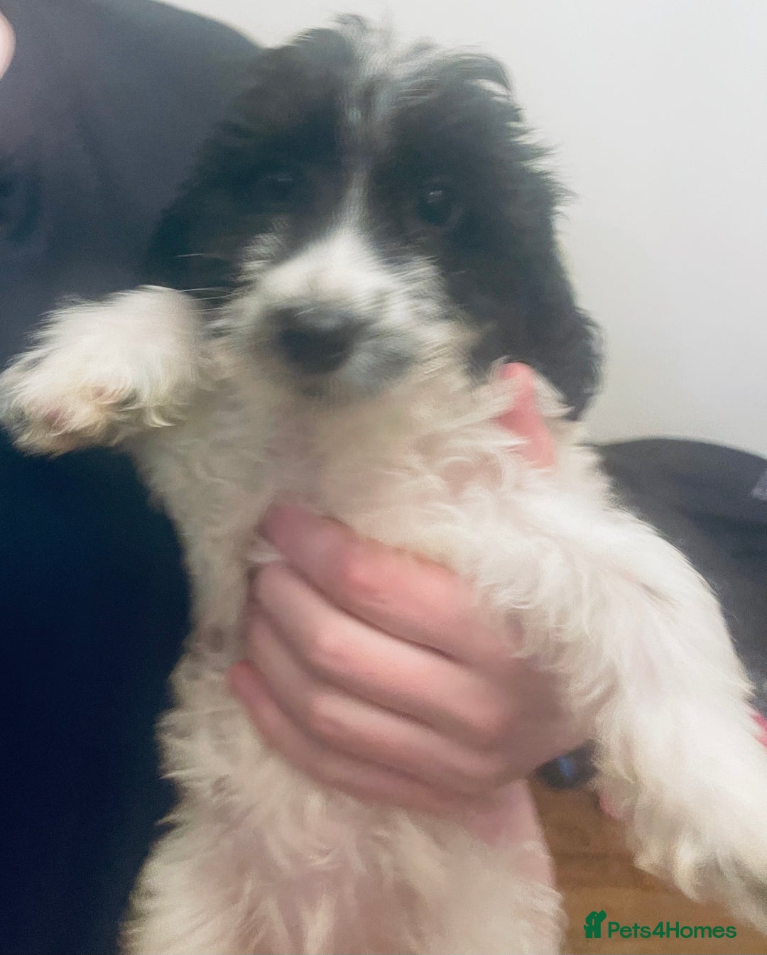 Sproodle dogs for sale: Stunning little sproodle / springer / poodle - Advert 9