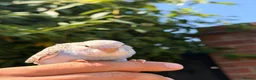 Budgerigars birds for sale: Beautiful Hand-Reared Baby Budgies — - Advert 13