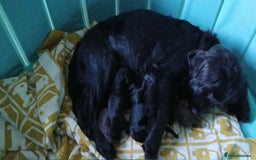 Mixed Breed dogs for sale: Six beautiful cockerpoos - Image 3