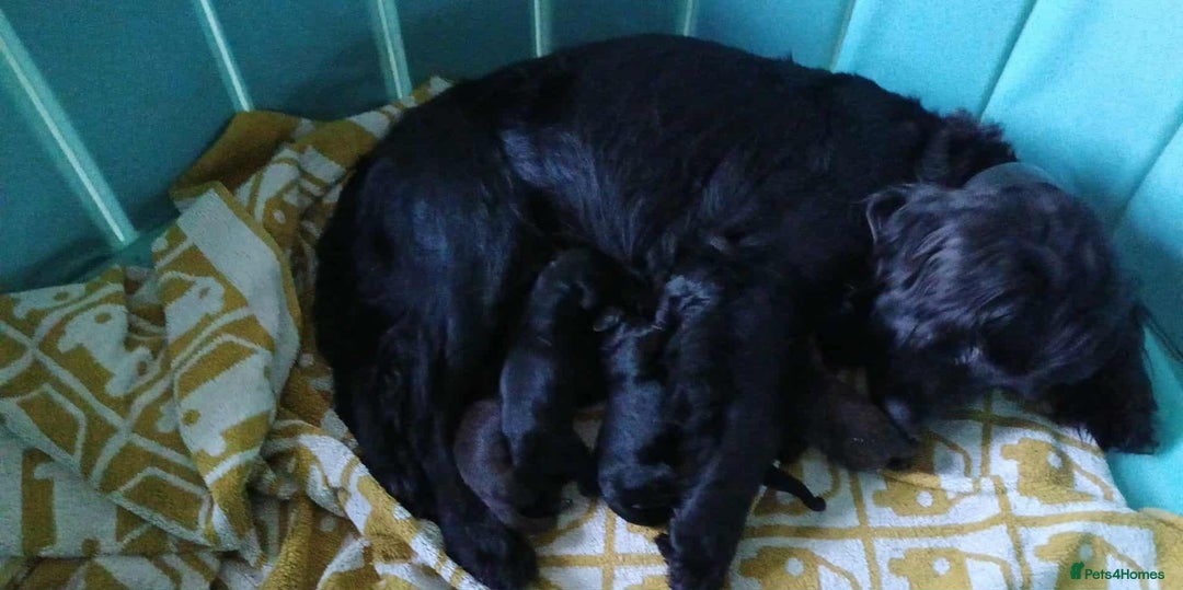 Mixed Breed dogs for sale: Six beautiful cockerpoos - Image 3