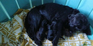 Mixed Breed dogs - Advert 2