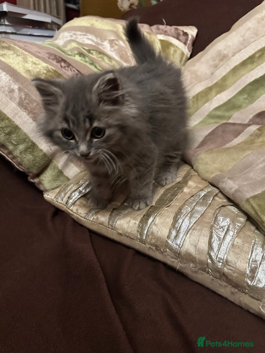 Mixed Breed cats for sale: Stunning fluffy grey boy - Advert 11