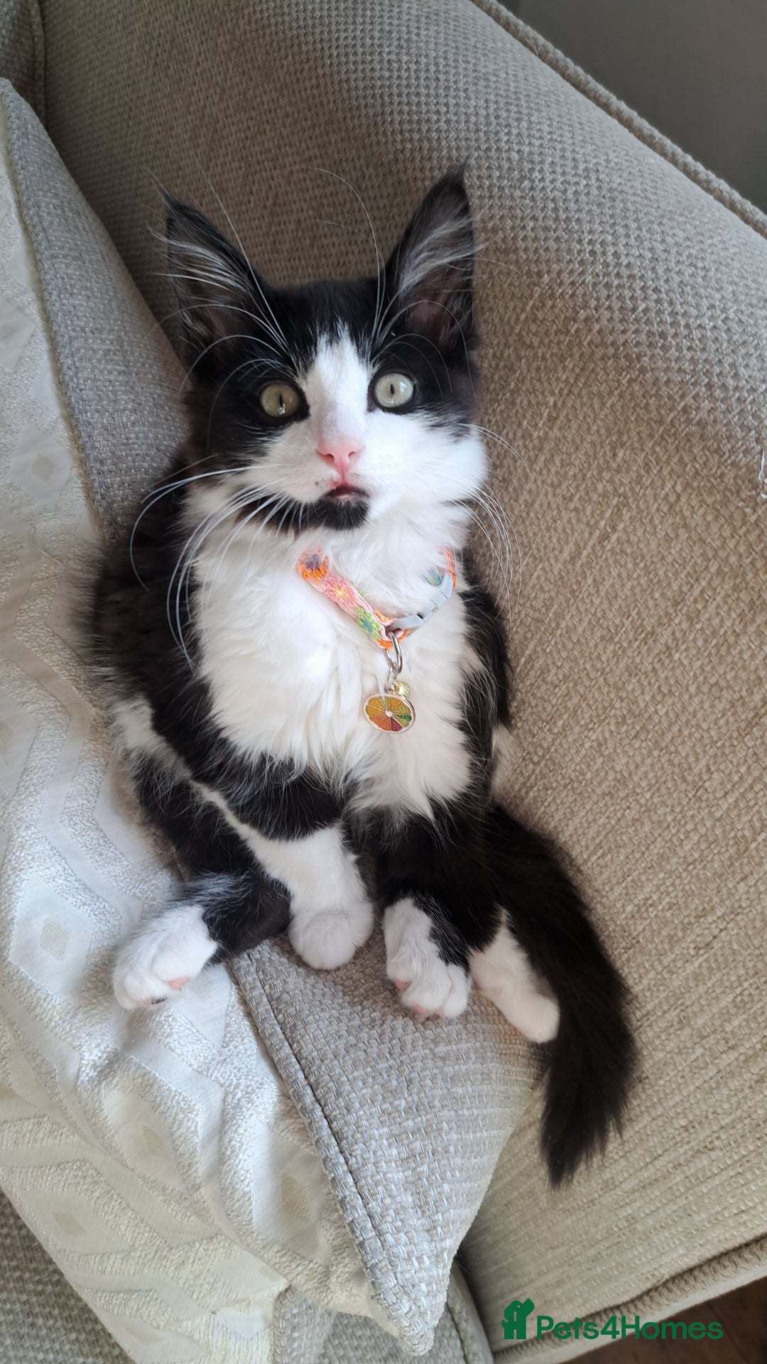 British Longhair cats for sale: Beautiful long haired kitten - Image 1
