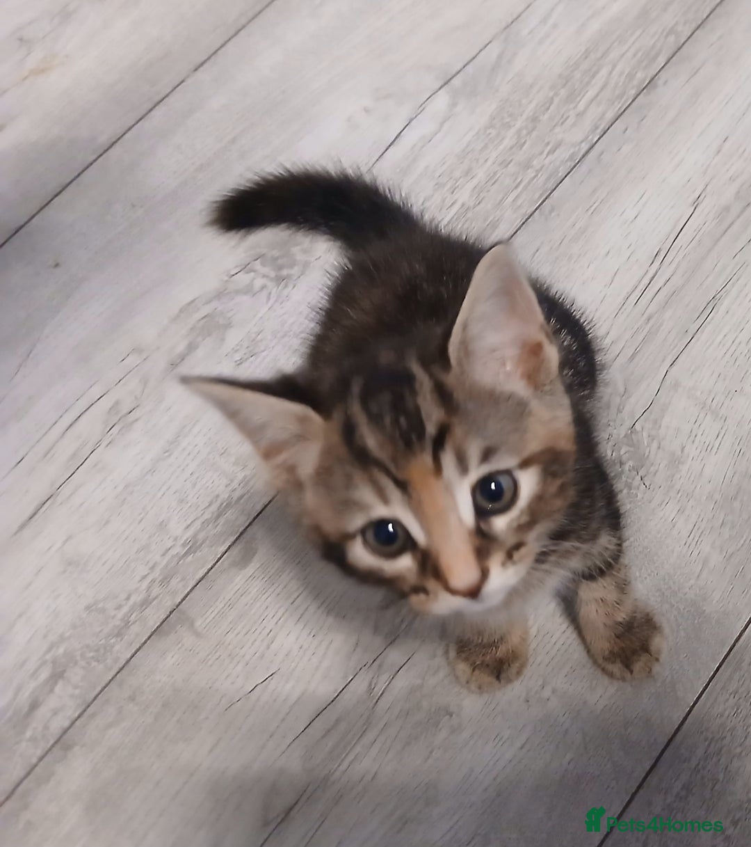 Mixed Breed cats for sale: 5 Kittens for a good home! - Image 16