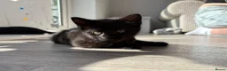 Mixed Breed cats for sale: Adorable kittens ready for there loving homes  in Hailsham - Advert 4