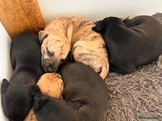 Whippet dogs Champion KC whippet puppies - Advert 4