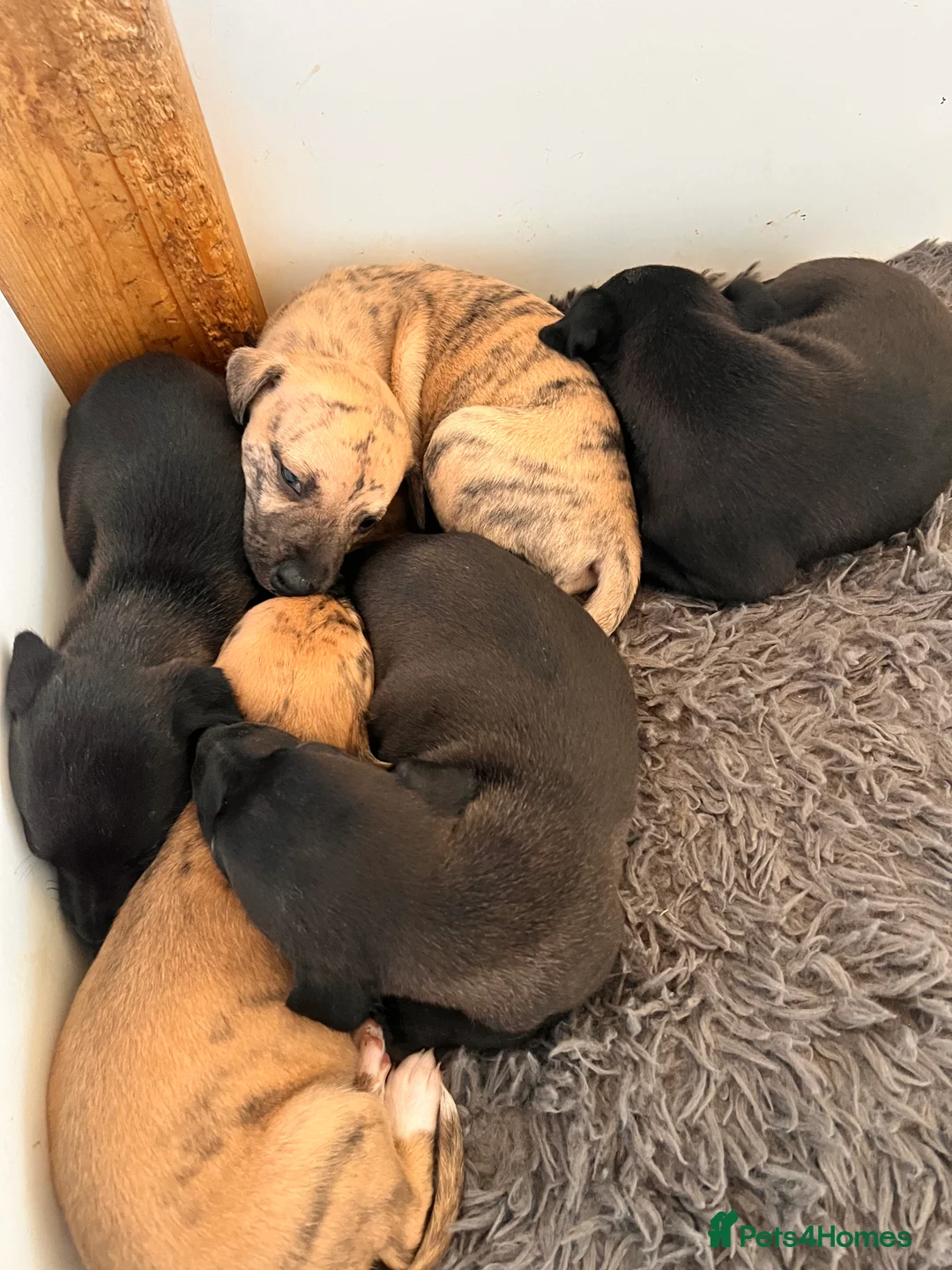 Whippet dogs for sale: READY NOW. Champion KC whippet pup LAST GIRL 💕  - Advert 4