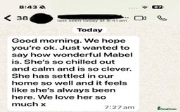 Golden Retriever dogs for sale: KC, Extensively Health tested Parents. Snow white - Image 28