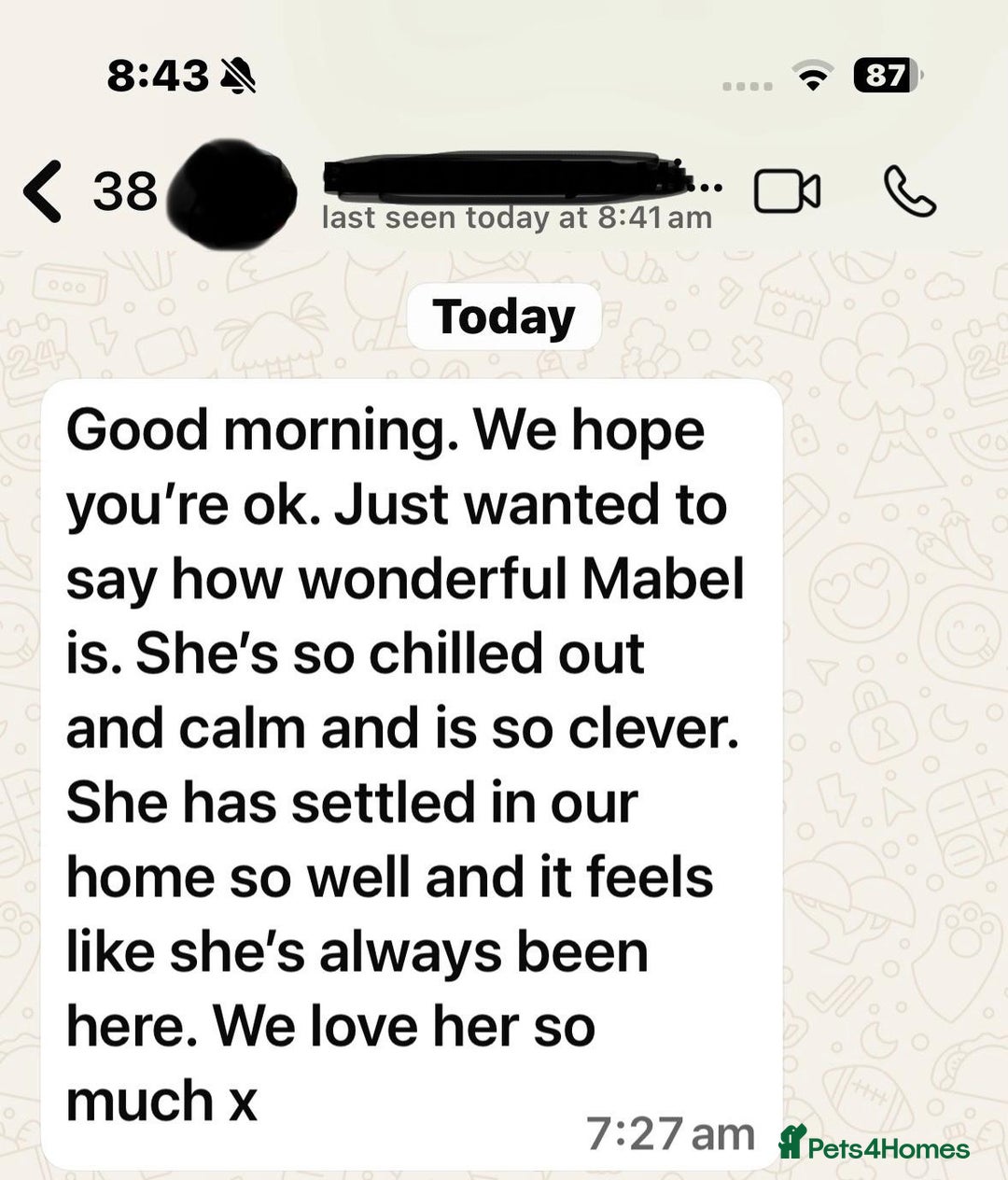 Golden Retriever dogs for sale: KC, Extensively Health tested Parents. Snow white - Image 28