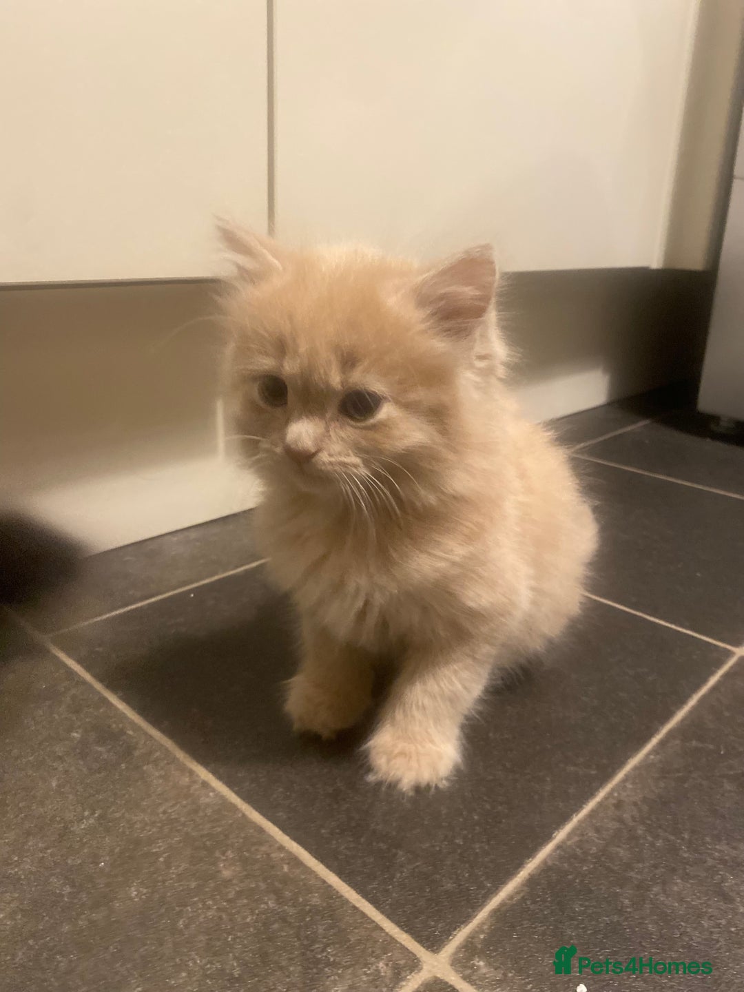 Mixed Breed cats for sale: Lovely kittens - Advert 4