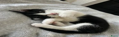 British Shorthair 1