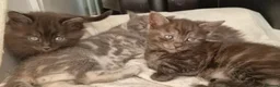 Mixed Breed cats for sale: Maine Coon x Marble Bengal kittens, mixed breed - Advert 29
