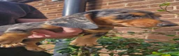 Dachshund dogs for sale: Beautiful dapple daschunds - Advert 5