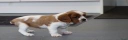 Cavalier King Charles Spaniel dogs for sale: Cavalier King Charles Puppies for sale - Advert 10
