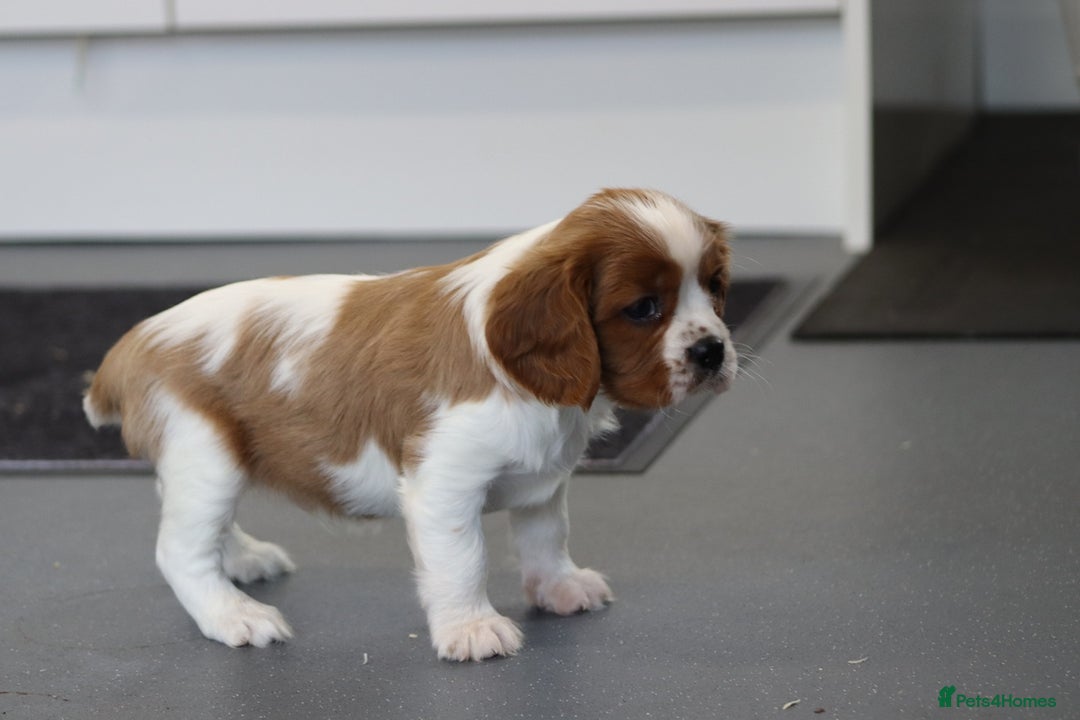 Cavalier King Charles Spaniel dogs for sale: Cavalier King Charles Puppies for sale - Advert 10