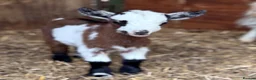 Goats livestock for sale: Kaleb and Jeremy  - Advert 25