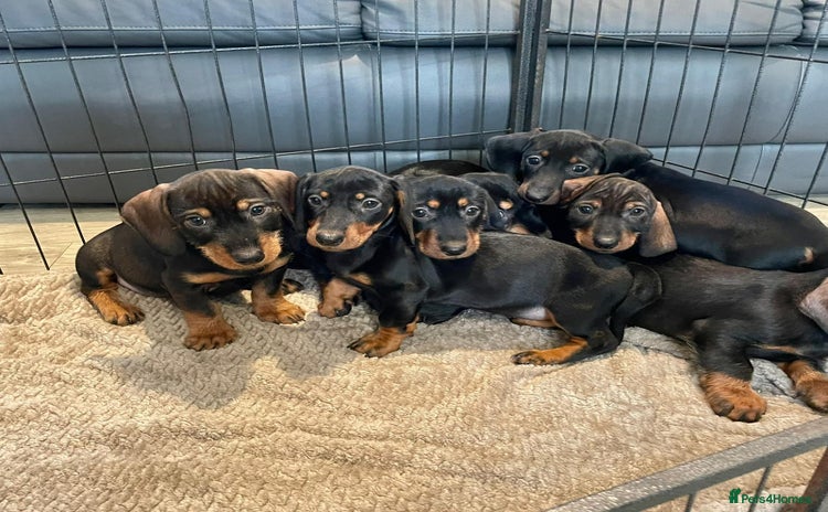 Dachshund dogs - Advert 3