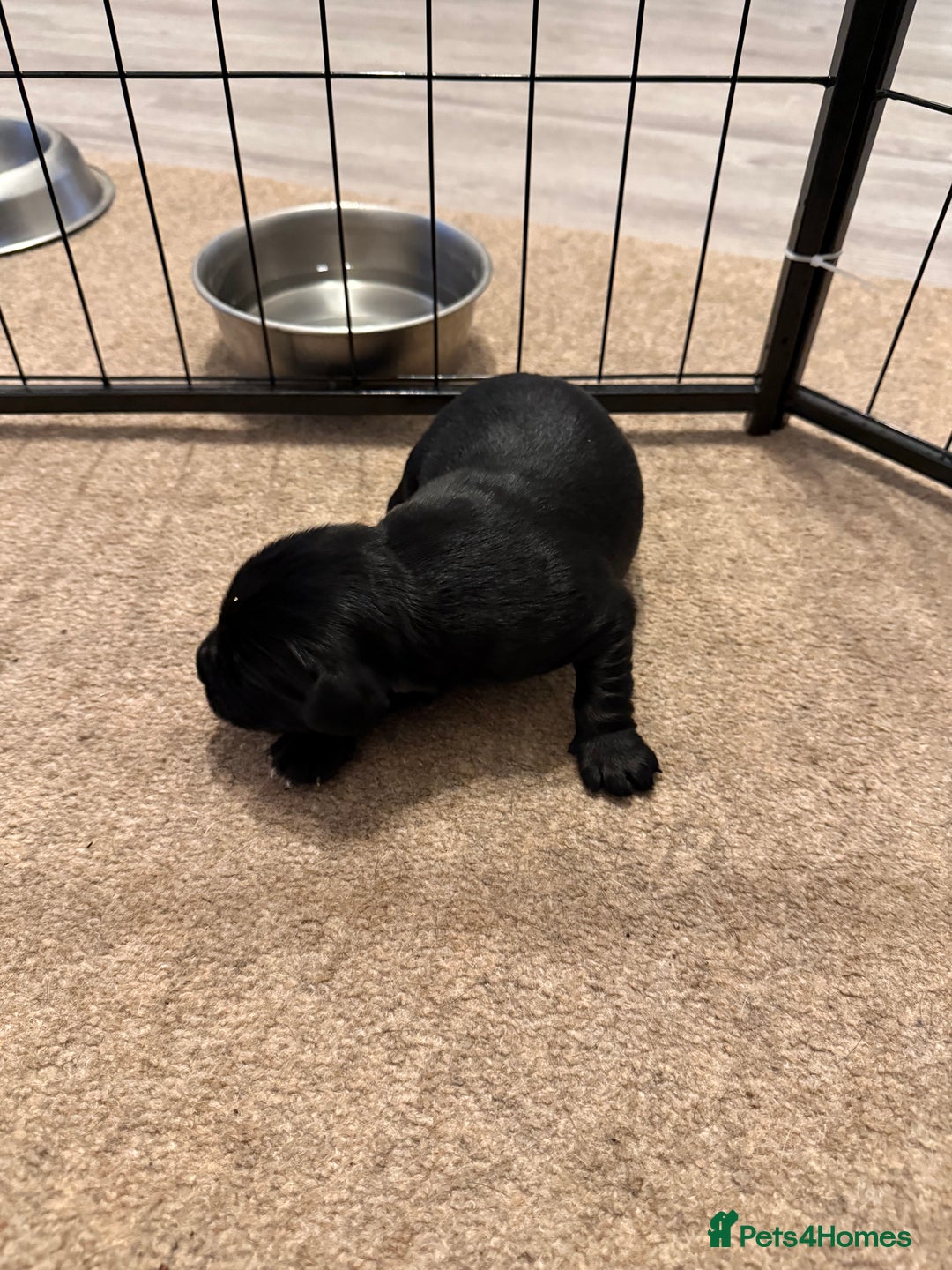 Cockerdor dogs for sale: Cocker spaniel/ Labrador puppies  - Advert 6