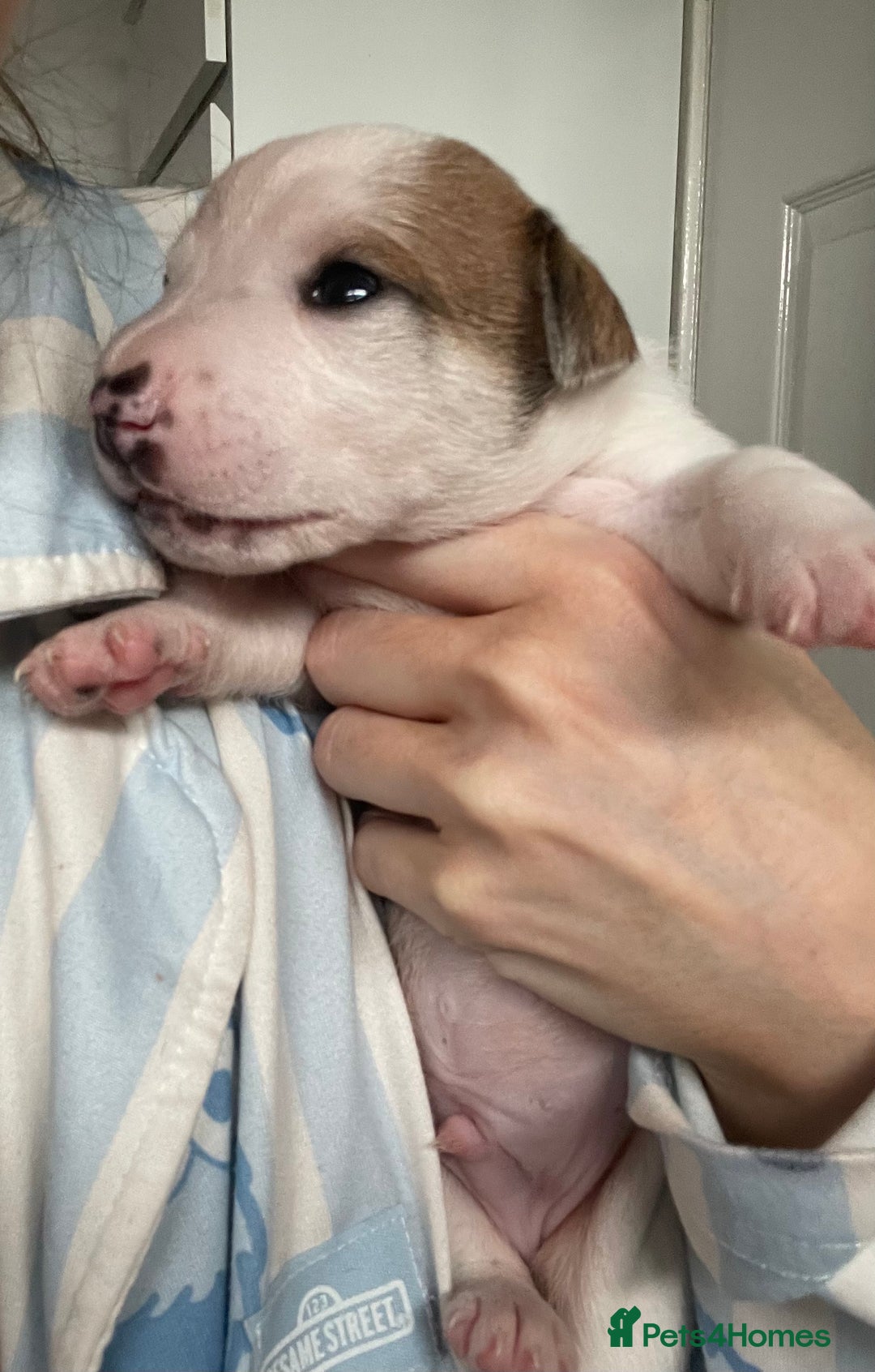 Mixed Breed dogs for sale: Chihuahua x Jack Russell puppies - Image 18