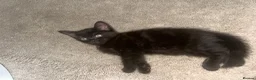 Mixed Breed cats for sale: Beautiful 7 week old boy kitten  - Advert 4